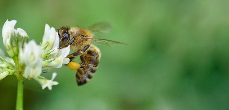 Exploring The Various Ways To Enjoy Bee Pollen: Part 1