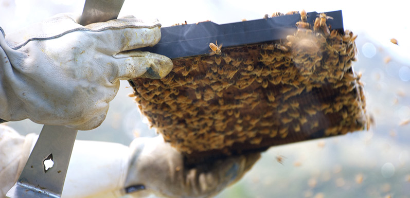 How These Beekeepers Stay True to Themselves, Even in Their Suits