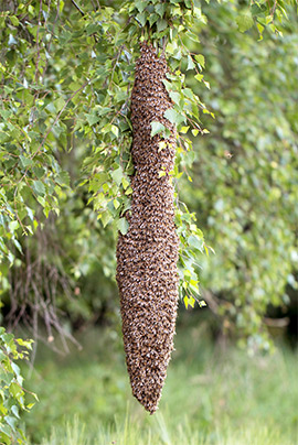 Tall swarm on tree