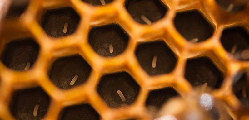 Inside Your Hive: Should You Be Concerned?