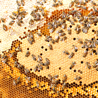 Cells inside a bee hive animated