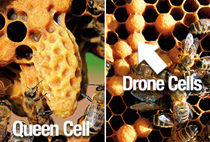 Queen and Drone Cells
