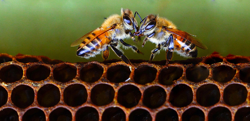 Fighting Food Fraud in the Honey Industry Podcast