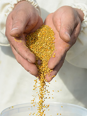 Poruing Pollen