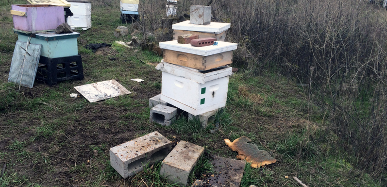 Beekeeping Lessons learned and Relearned