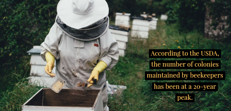 Beyond the Suit: A Wider Look at Beekeeping Equipment