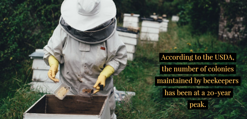 Do Beekeepers Ever Get Stung?