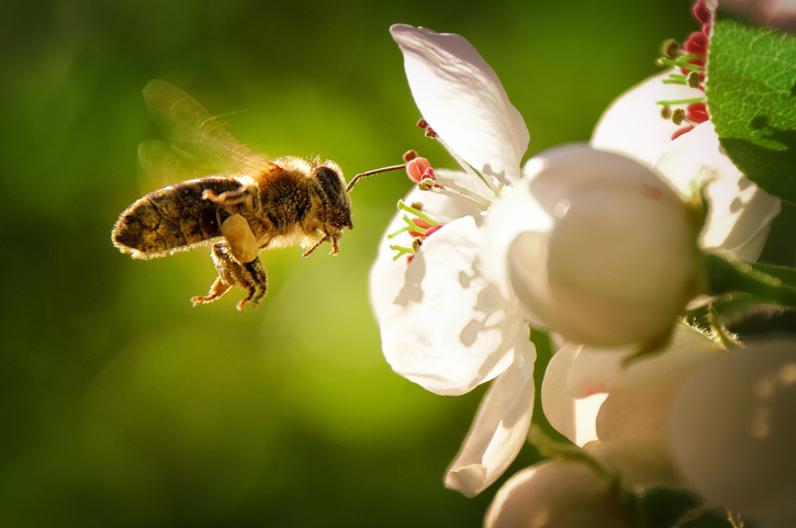 Bee diligently flying over blackberry flower